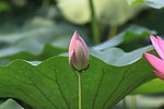 荷花花蕾
