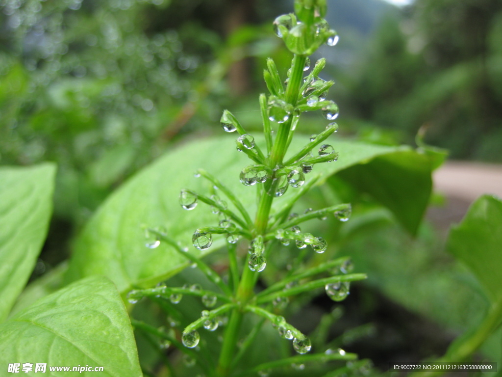 野草 露珠