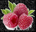 野山莓