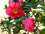 茶花
