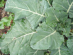 油菜 水滴
