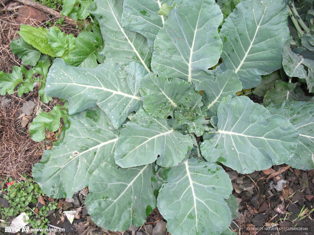 油菜石头水滴