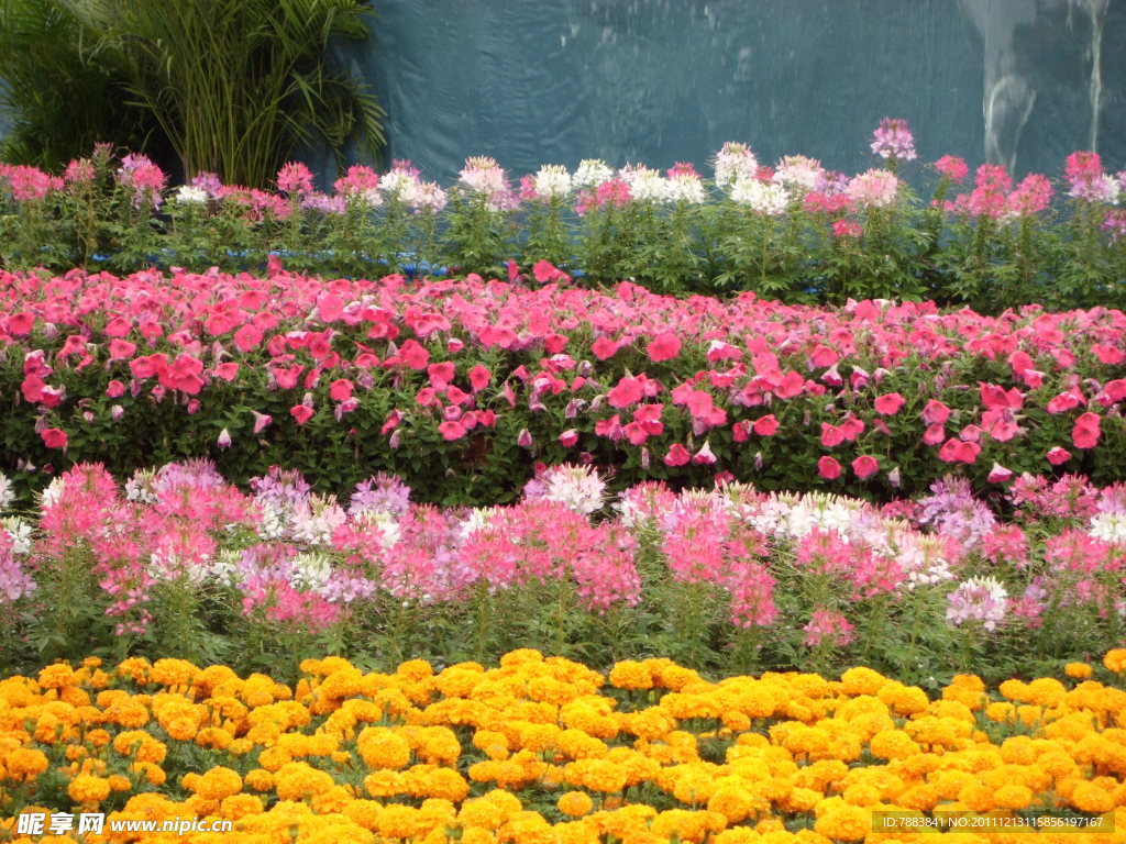 花卉