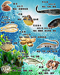 海鲜水产宣传海报