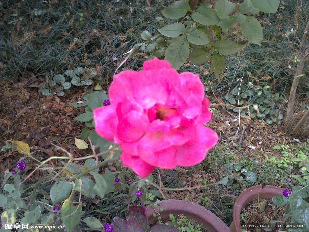 月季花