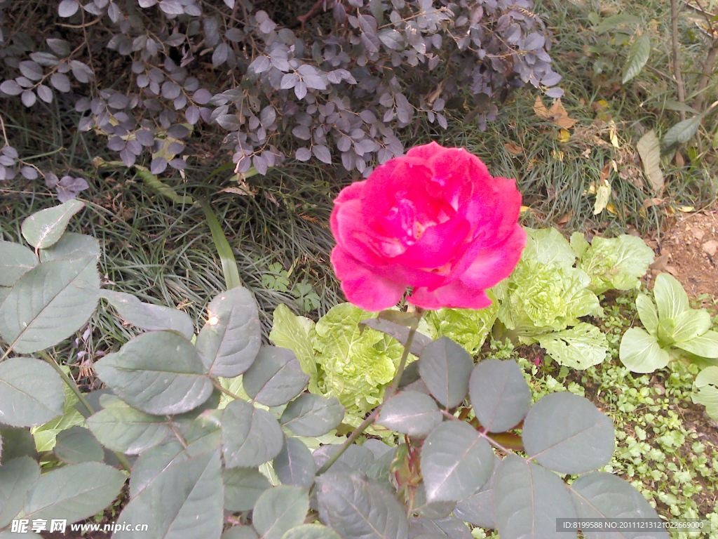 月季花