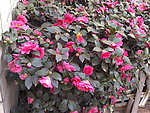 茶花