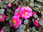 茶花