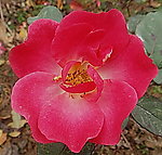月季(非高清)