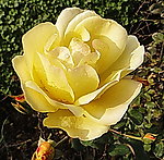 月季(非高清)