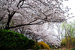 樱花树