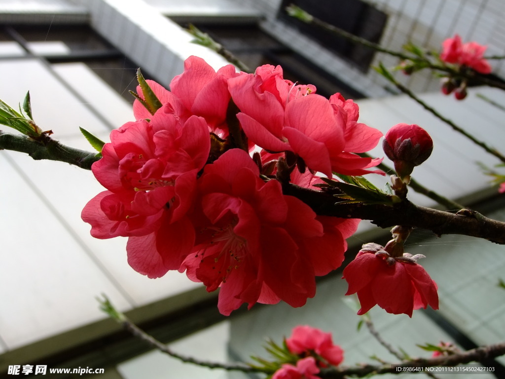 桃花
