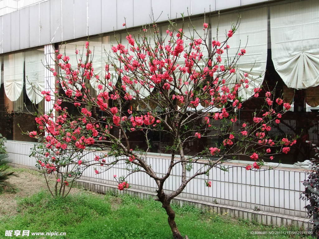 桃花