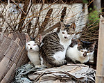 小猫