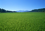稻田