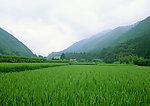 稻田