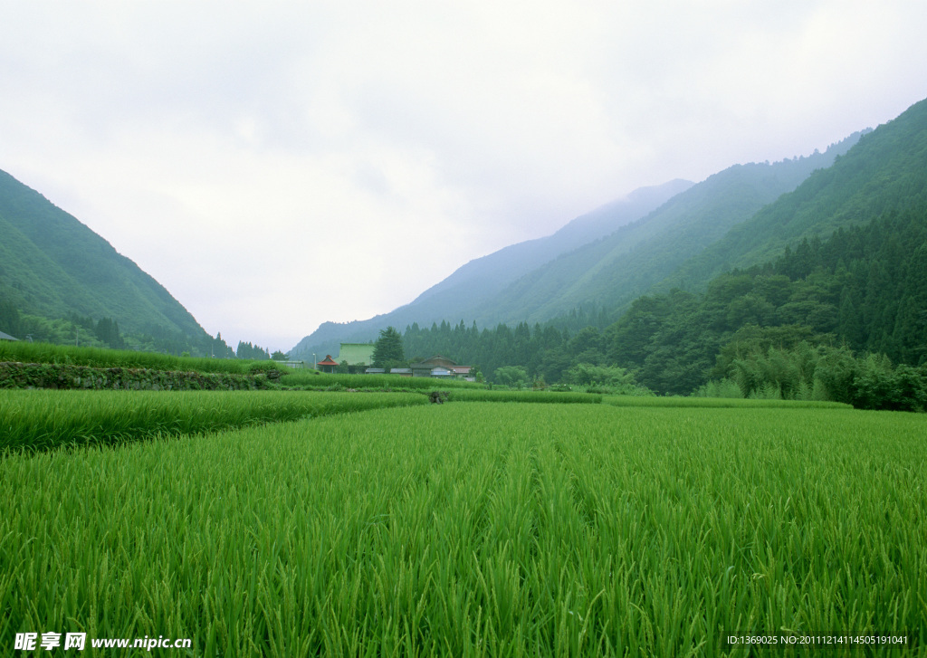 稻田