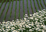 稻田