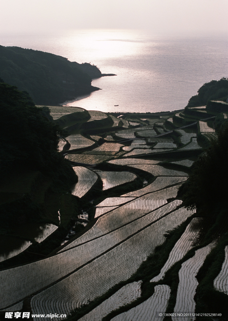 稻田