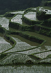 稻田