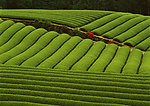 茶园