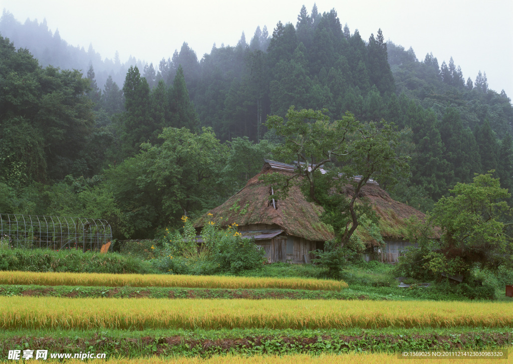 乡村稻田