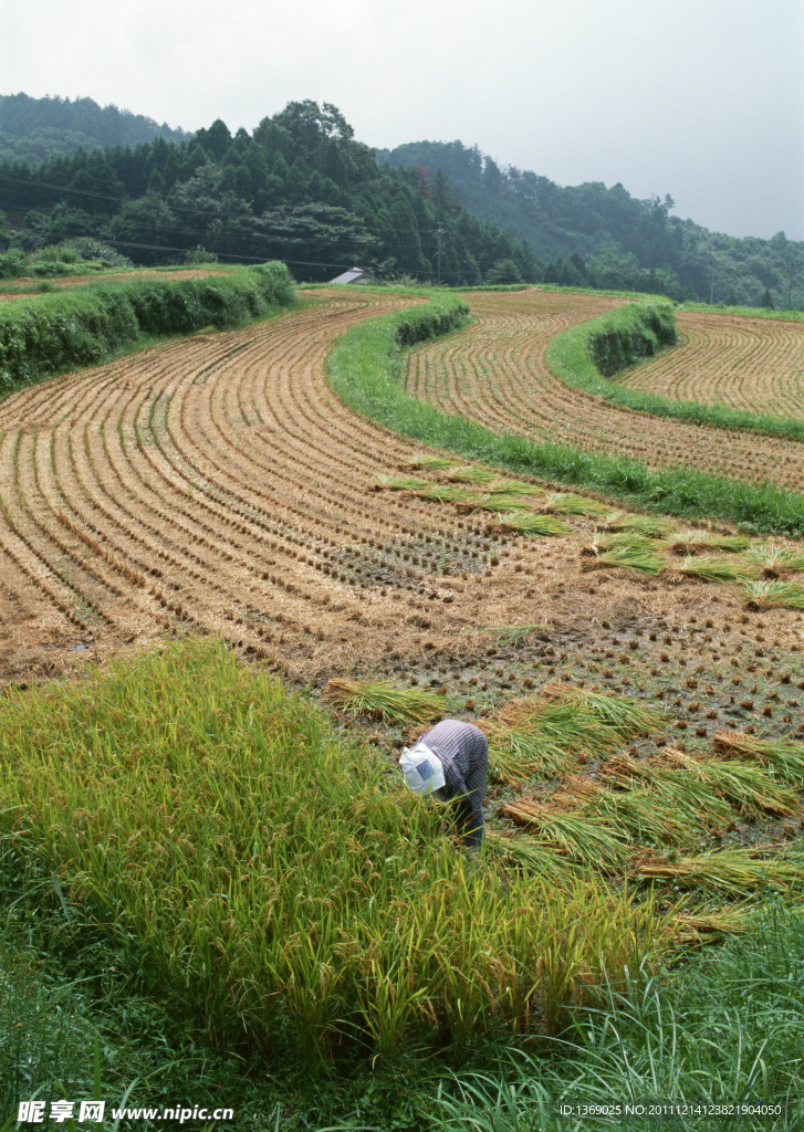 农田水稻