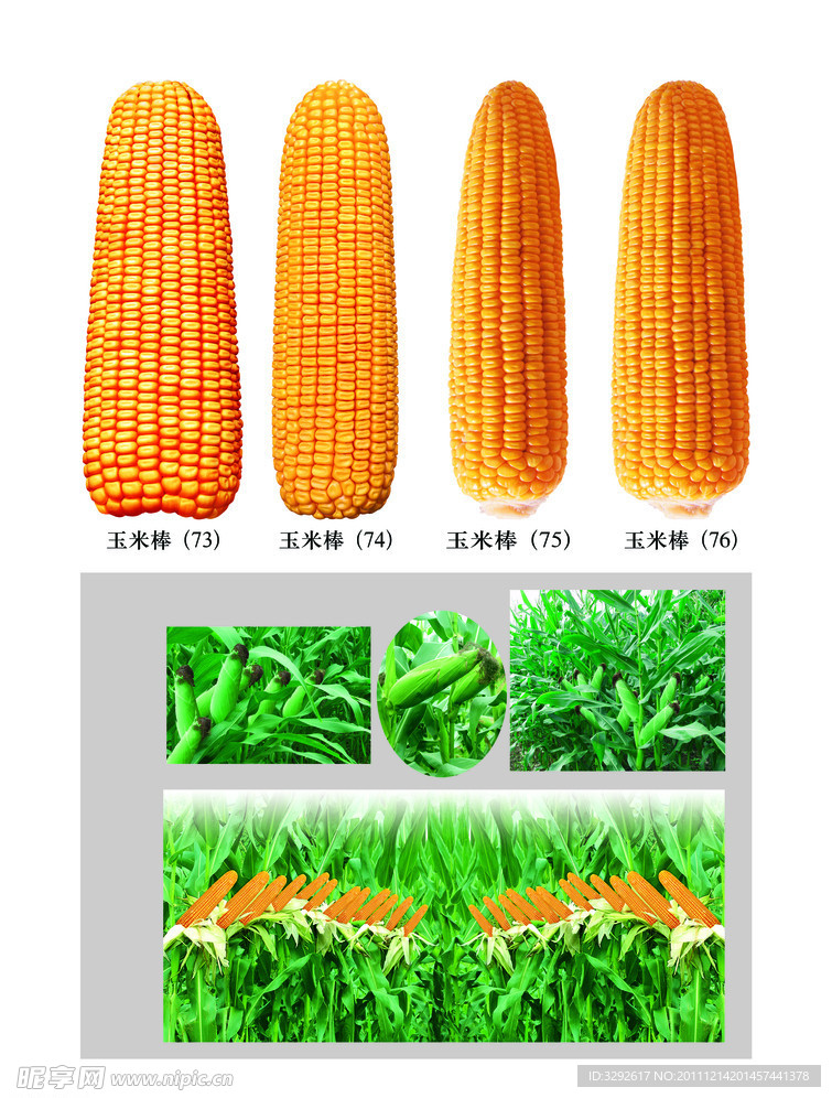 种子包装设计