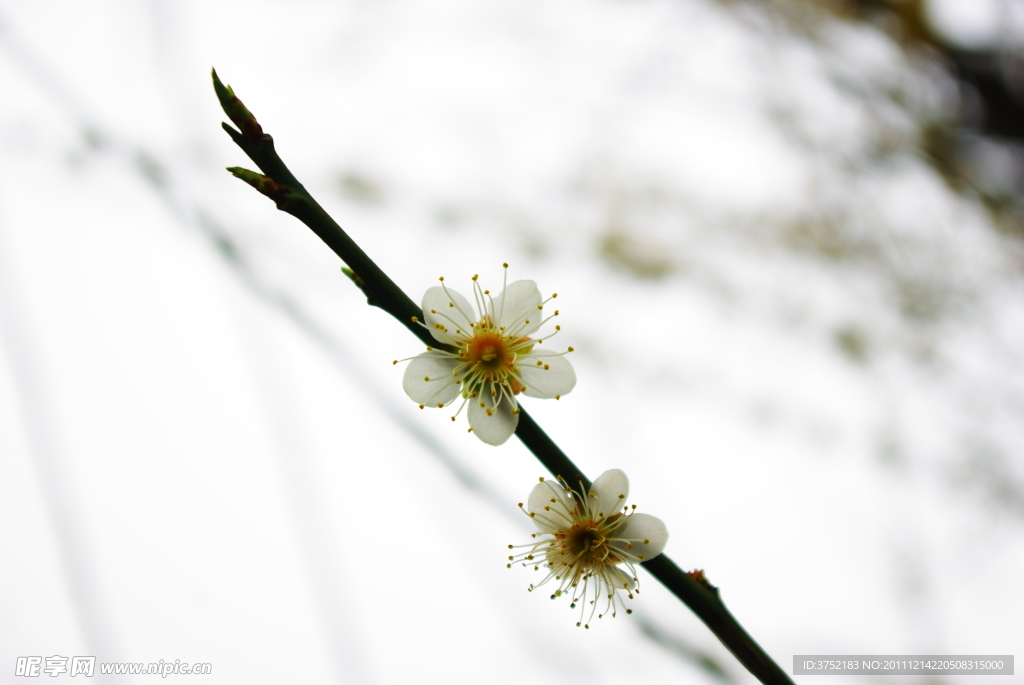 梅花