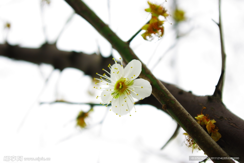 梅花