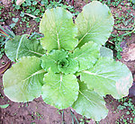 小白菜茁壮成长