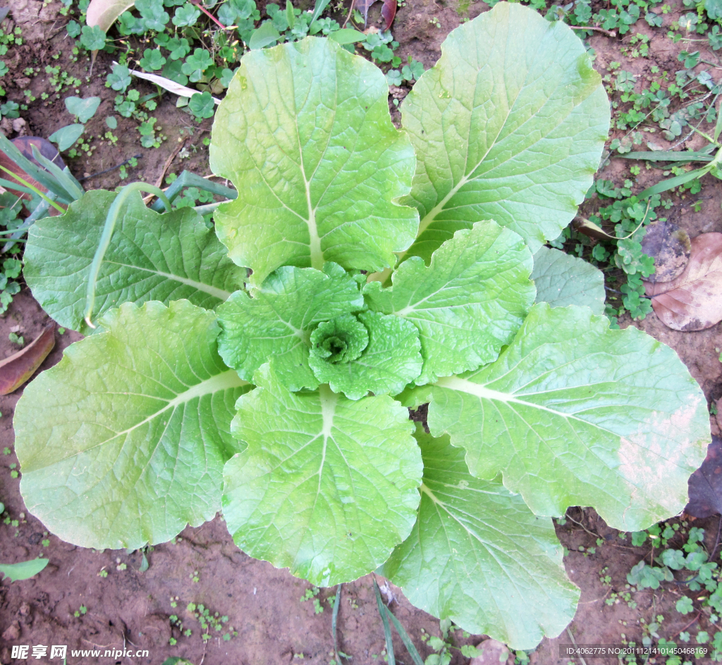 小白菜茁壮成长