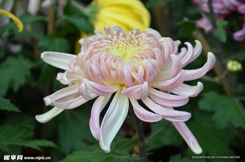 菊花