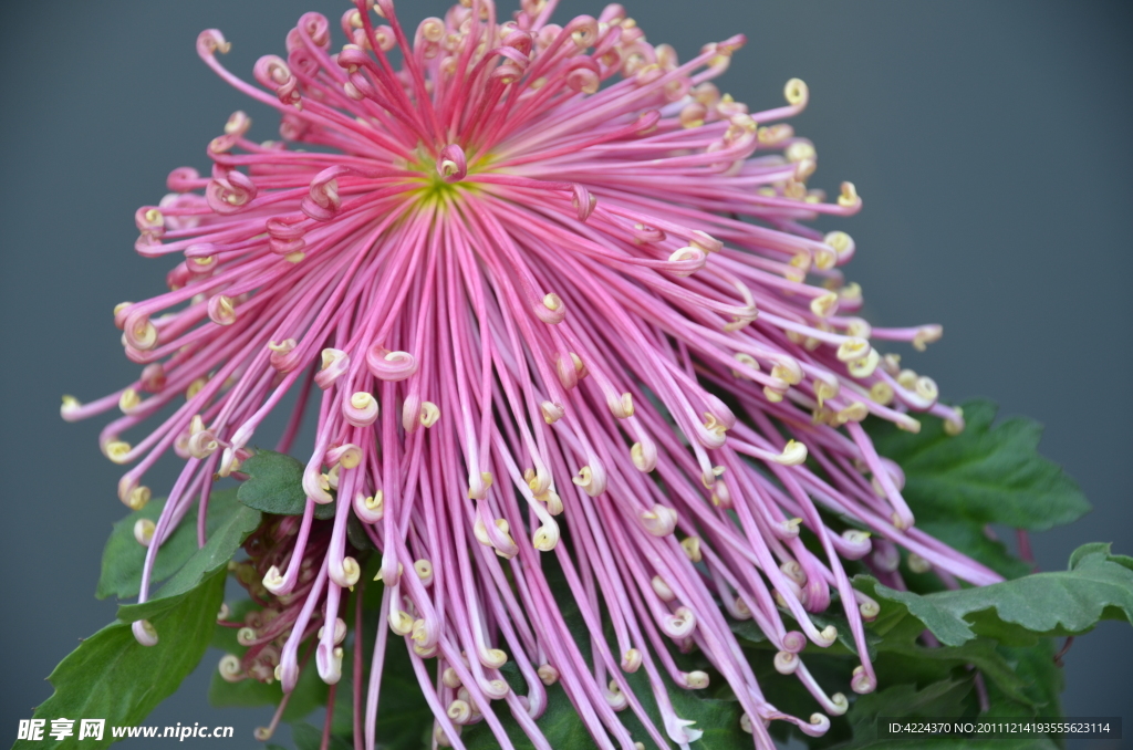 菊花