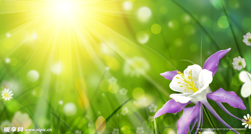 鲜花 阳光