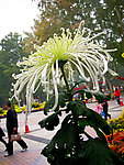 白色菊花