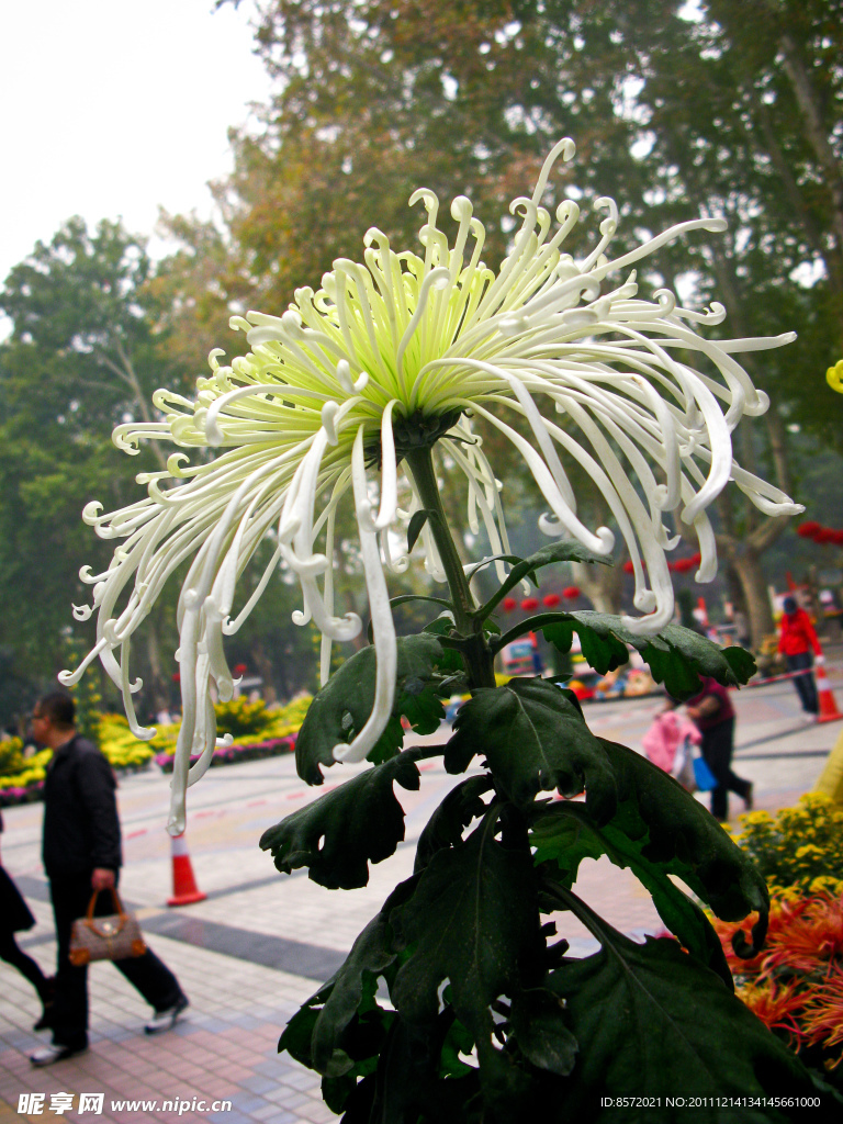 白色菊花