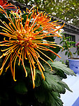 金色菊花