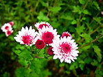 粉色小花