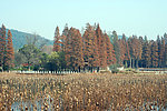 东湖秋