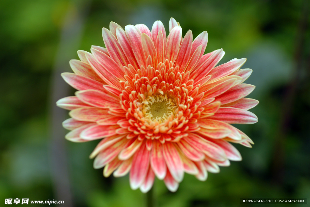 漂亮 菊花