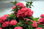 美丽琼花