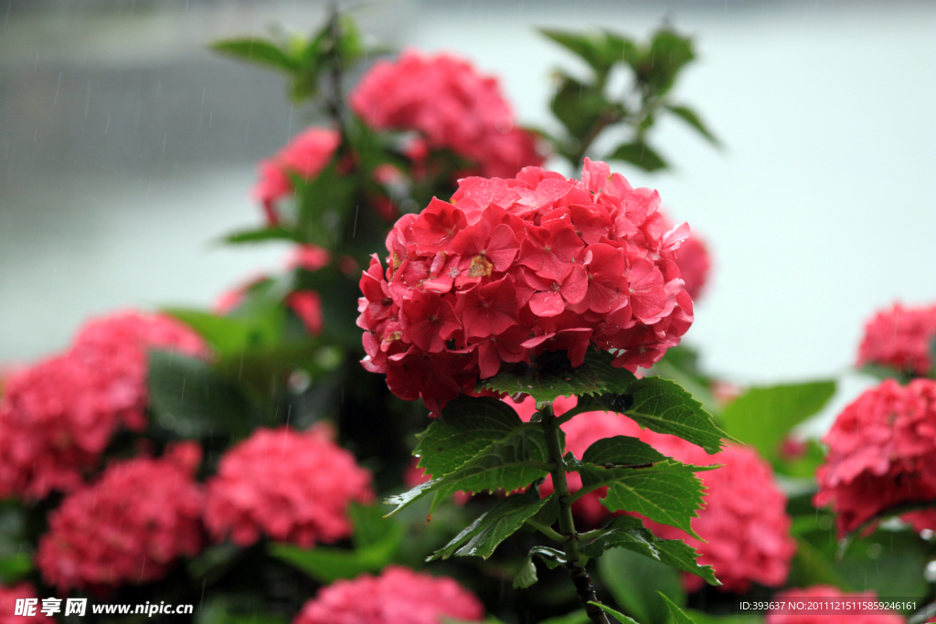 美丽琼花
