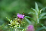 蜂恋花