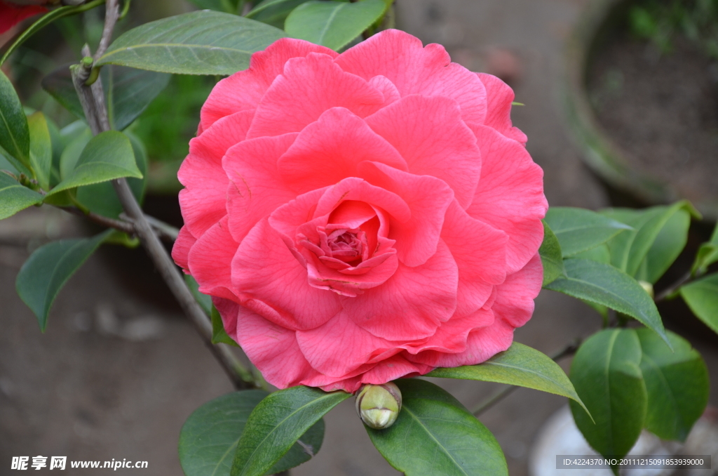 山茶花