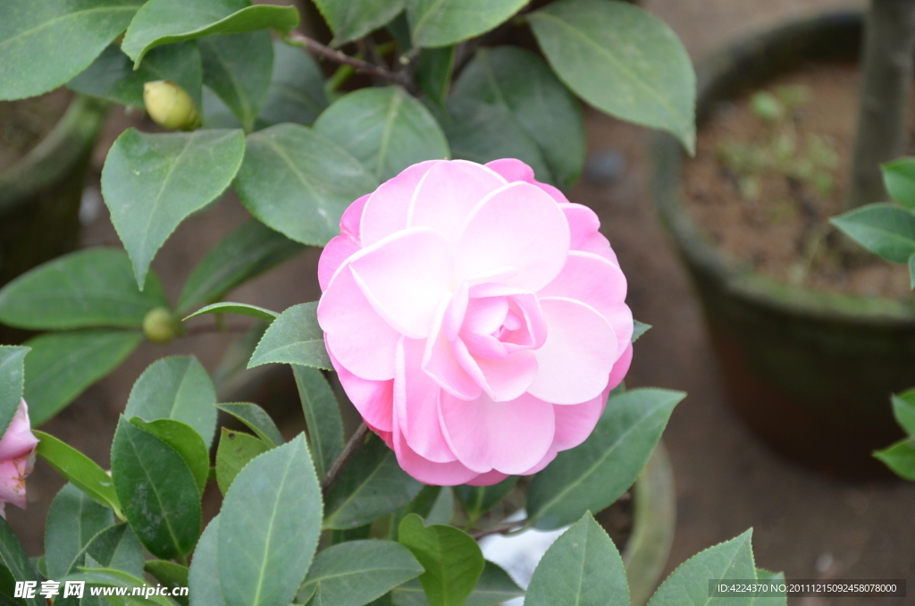 山茶花