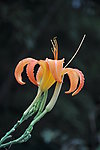 黄花