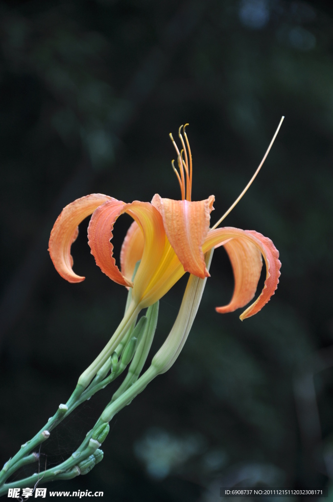 黄花