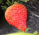 草莓(非高清)