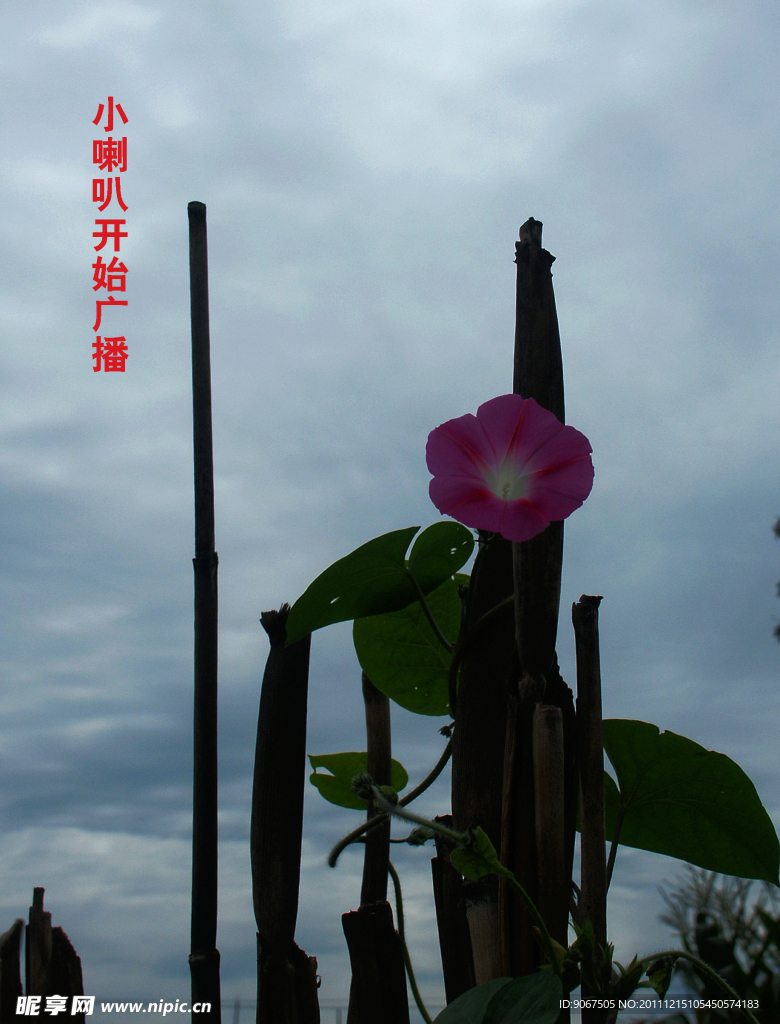 牵牛花